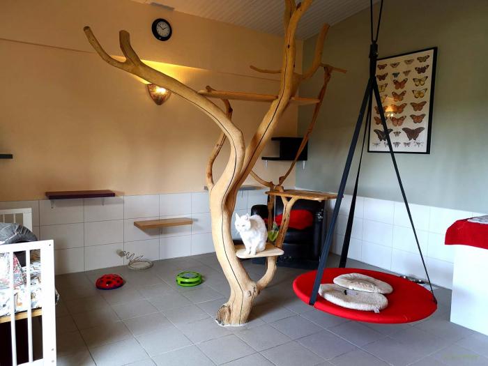Chambres communes chez ESPACHAT, pension pour chats en Alsace - Moselle