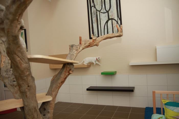 Chambres communes chez ESPACHAT, pension pour chats en Alsace - Moselle