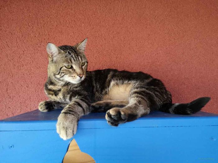 Pensionnaire chez ESPACHAT, pension pour chats en Alsace - Moselle