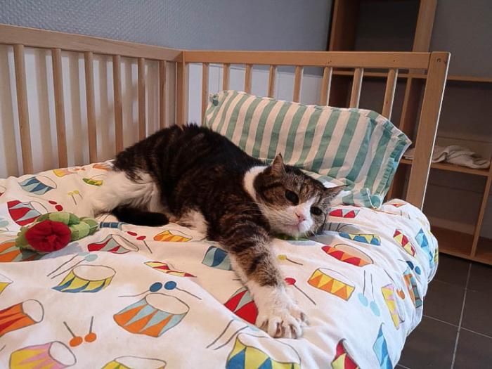Chat couché sur un lit de la pension pour chats ESPACHAT en Alsace - Moselle
